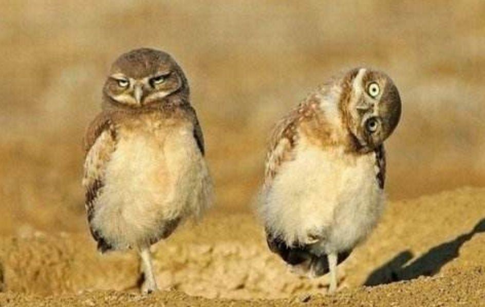 朋友圈首次曝光的沙雕鸟看完笑喷了哈哈哈哈哈哈哈哈哈哈哈哈