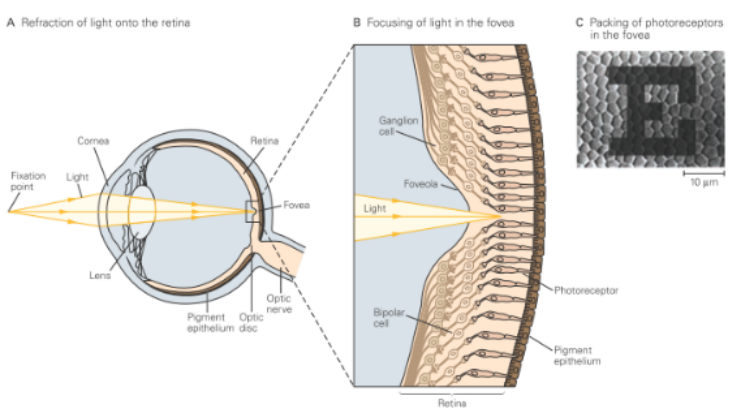 光线通过眼球聚焦于视网膜业时个央凹,视网膜业时感光细胞具来感受野