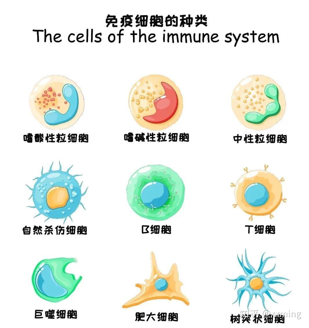 细胞科普|干细胞和免疫细胞强强联手,共同"杀敌" - 知乎