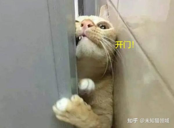 18张猫咪“搞笑”图片，看了让人想养猫！ 知乎