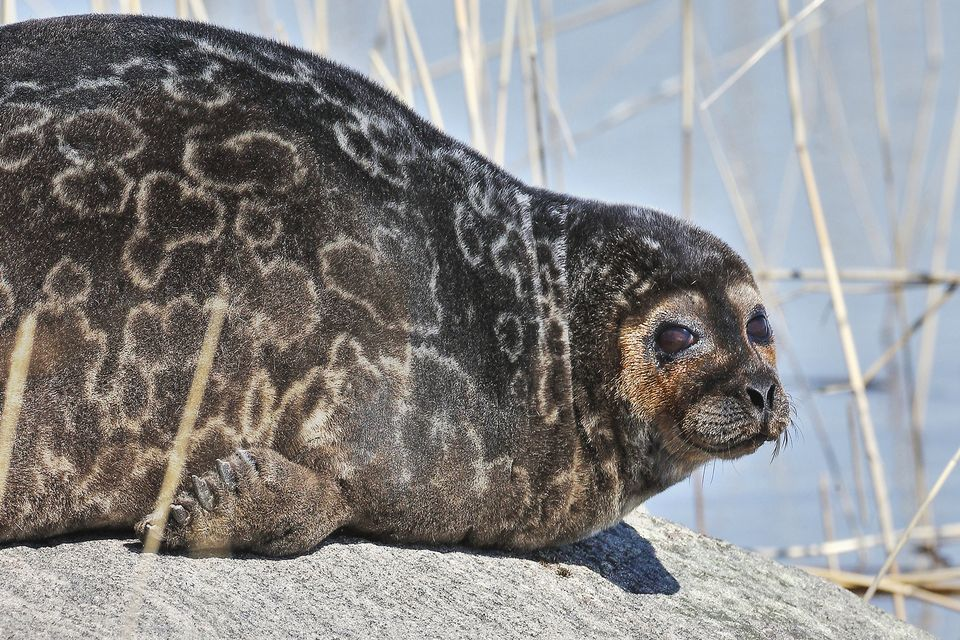 pusa 这个属的第三个种:小头海豹 pusa hispida-英语 ringed seal里海