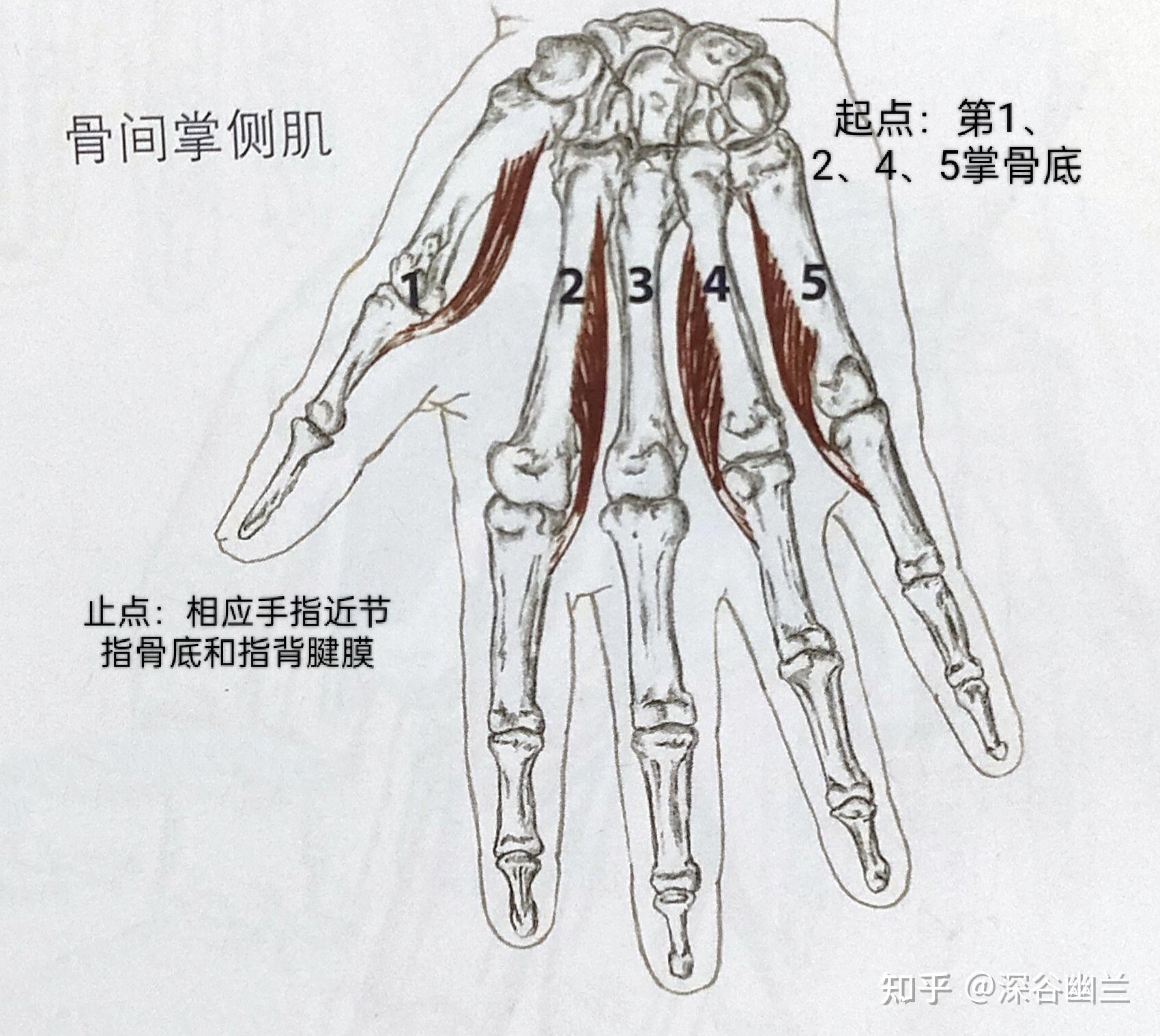 手指活动受限或疼痛的调理