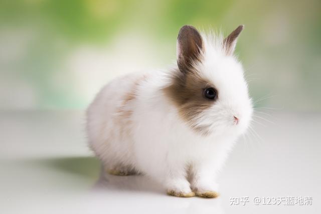 兔子的寿命有多长,适合当宠物吗?