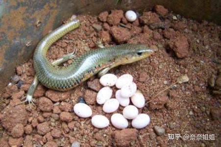 覆盖率高,除了成为动植物王国,也成为了各种蚊蚁昆虫最佳繁殖生长基地