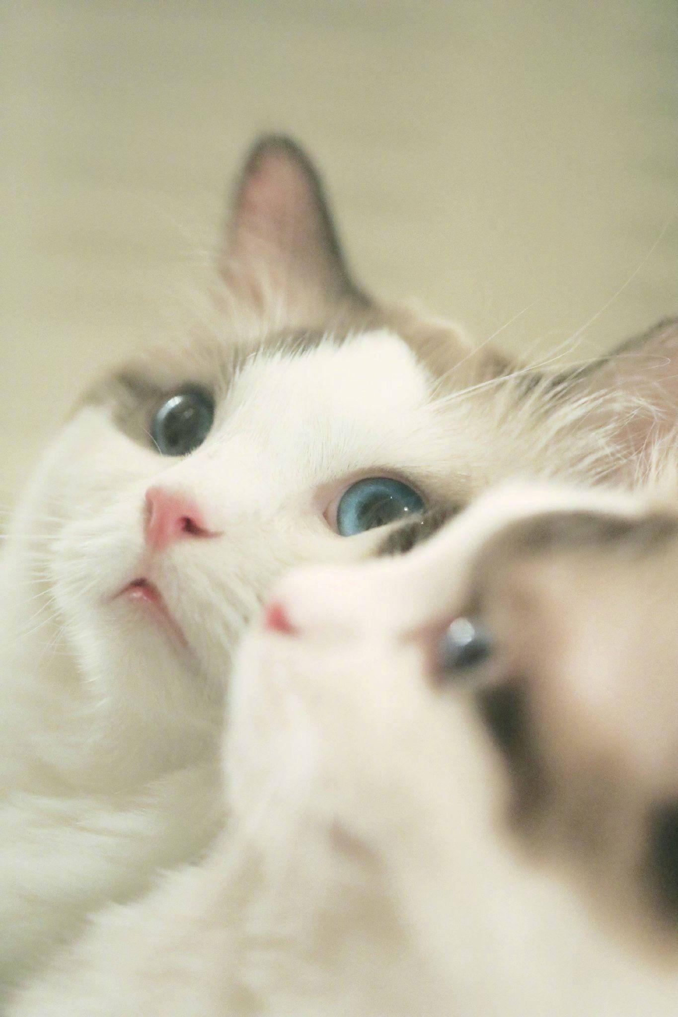 有哪些好看的猫咪壁纸或头像? - 知乎