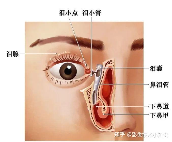 ct眼环的结构图图片