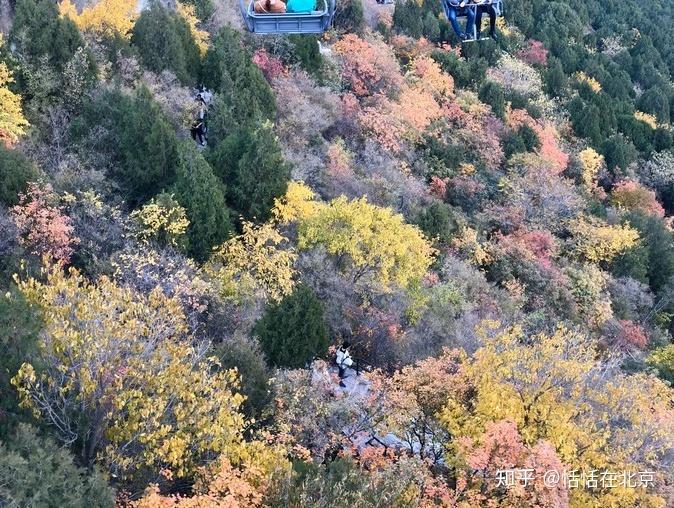 十月到十一月去北京香山公园洗洗眼吧!漫山遍野的红枫叶是拍照圣地 - 知乎