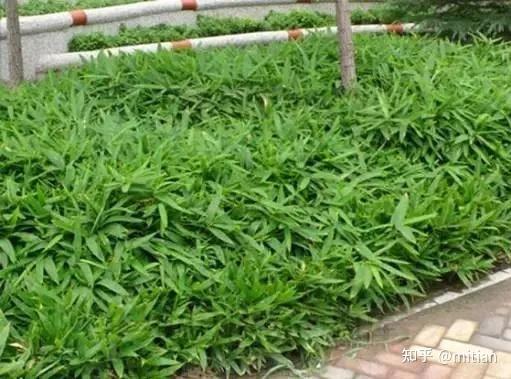 竹类植物识别图鉴（超全），值得珍藏！ - 知乎
