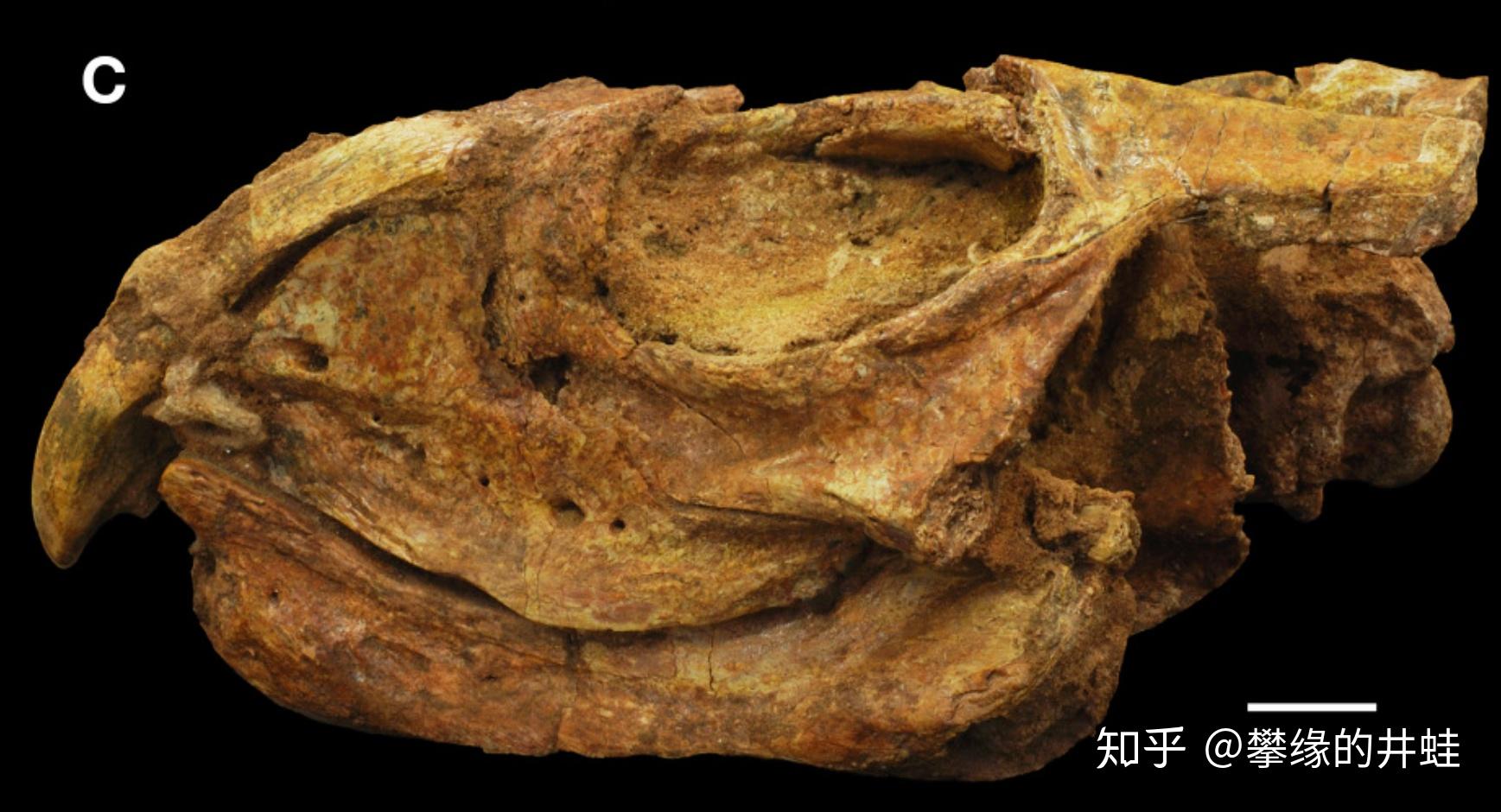 第二百五十九回九龙颂2百兽图11丑怪惊人能妩媚