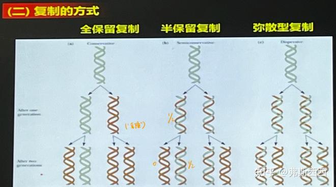 生化——DNA的复制及损伤修复整理 - 知乎