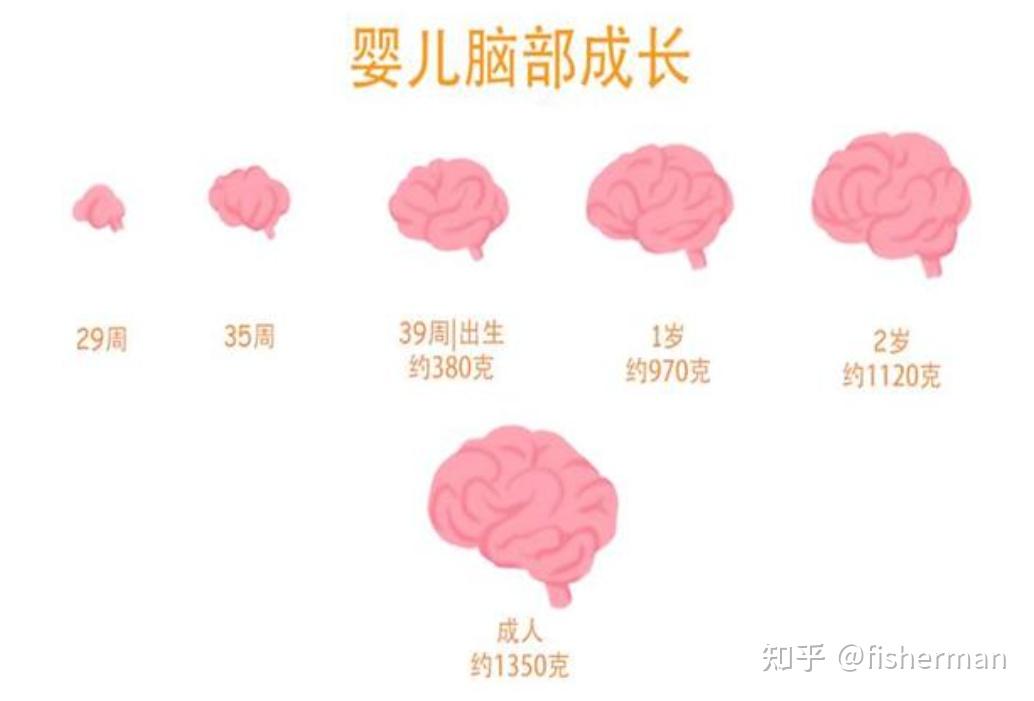 孩子的大脑发育 知乎