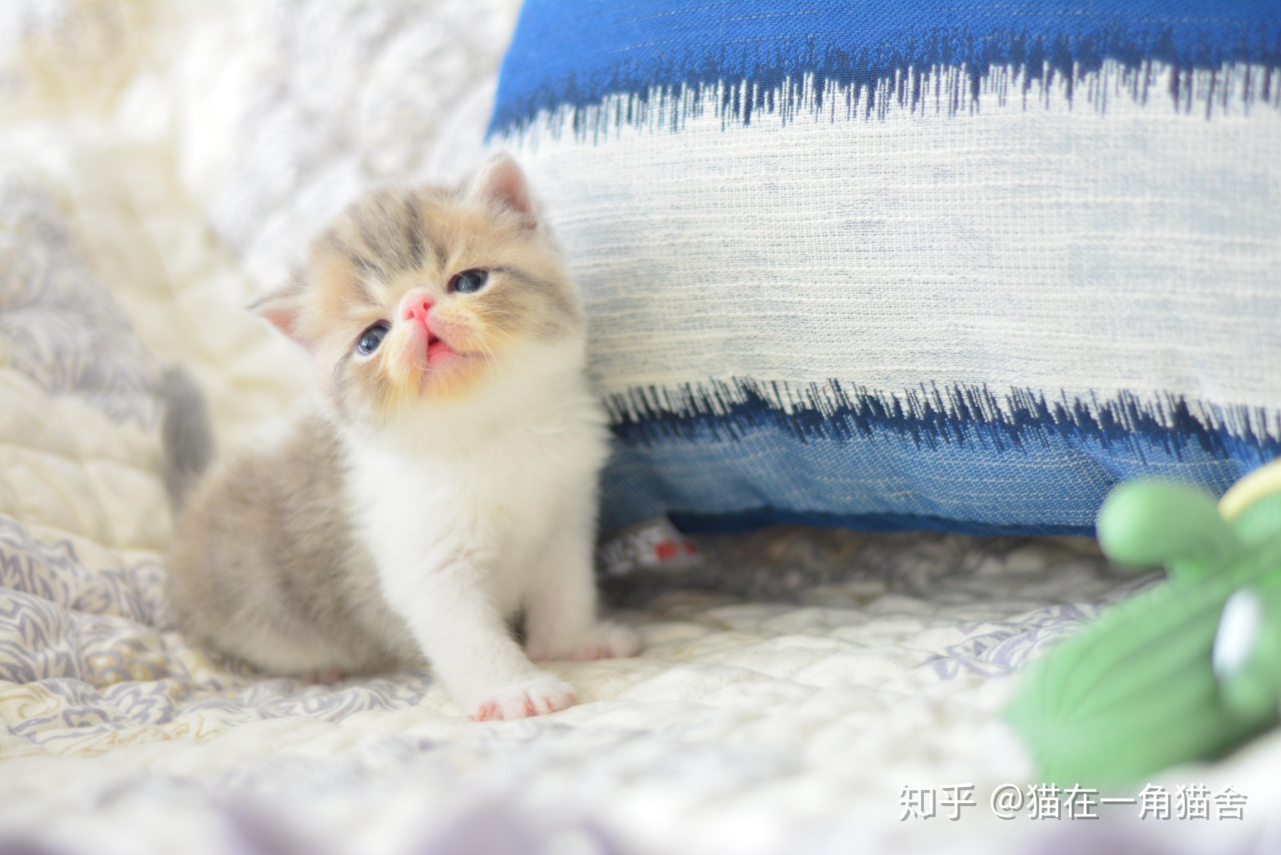 于正规猫舍的绝育宠物级猫咪一般都是四个月做