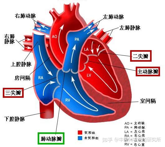 这是因为跳绳可以有效促进心