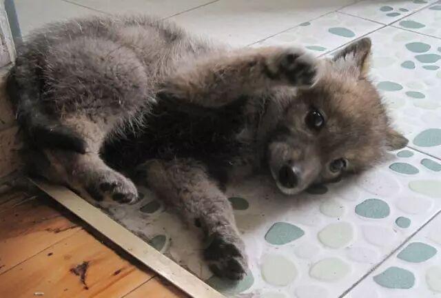 感动千万网友的故事再刷屏:她养大一匹狼,送它重返狼群_https://www.izongheng.net_快讯_第6张