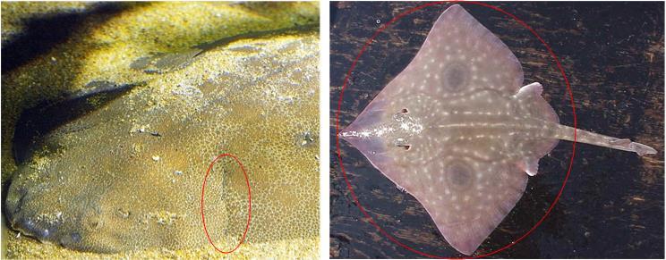 动物分类志软骨鱼纲锯鲨目扁鲨目