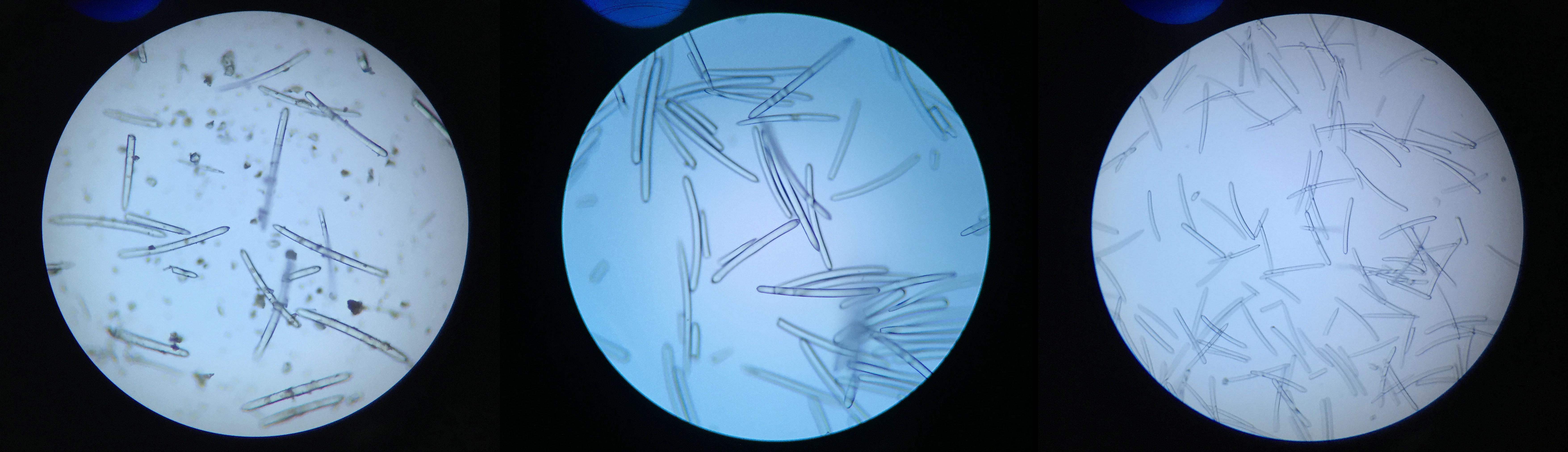 海绵骨针 - 知乎