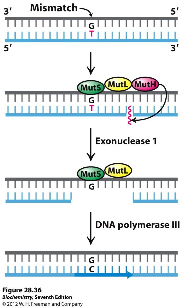 mmr系统主要修复两类错误:碱基错配和插入/缺失错配;这个错配系统的