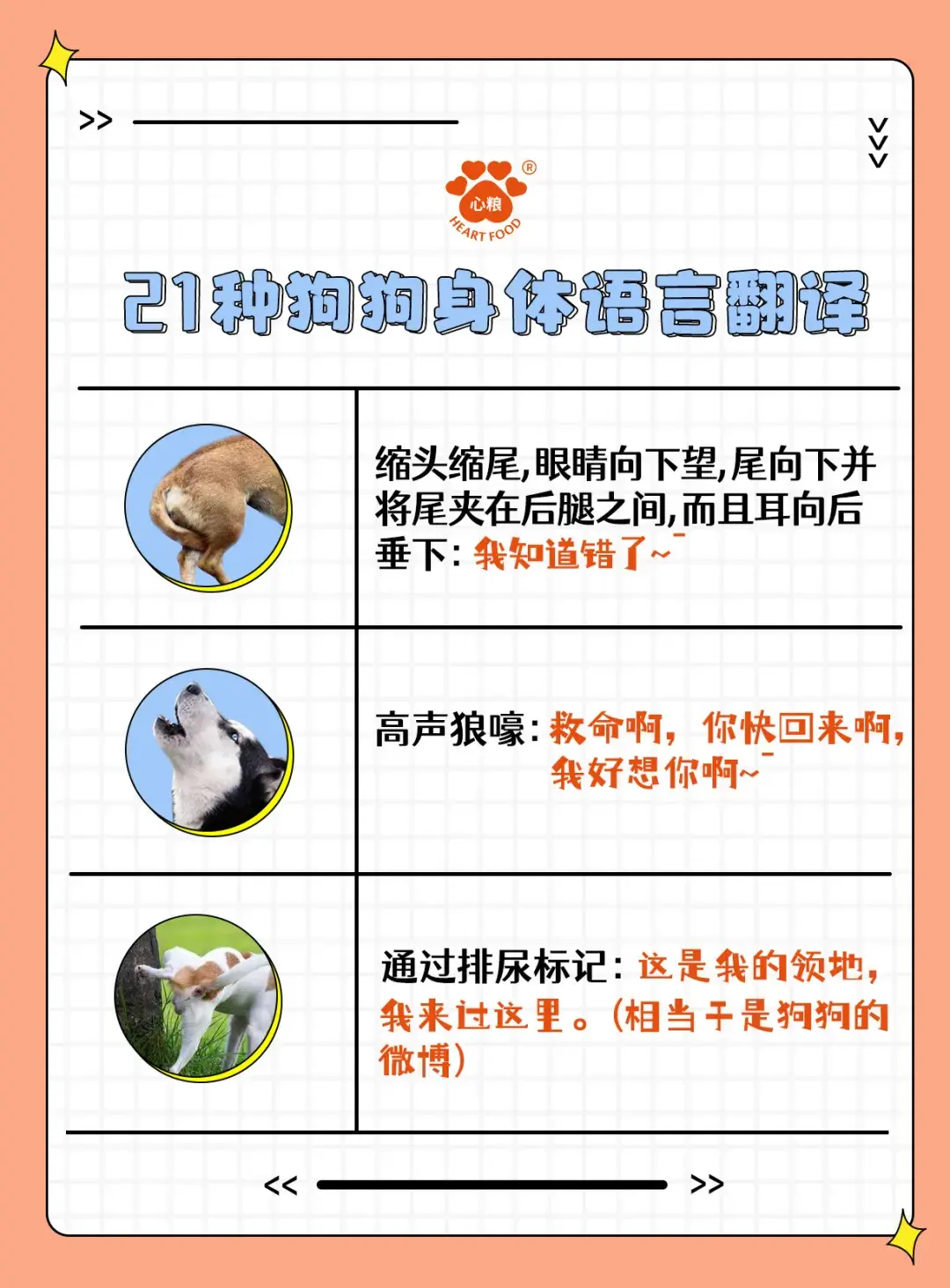 新手養狗21種狗狗身體語言翻譯一秒認全