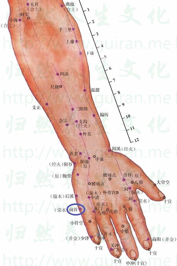 生理解剖〗有指掌側固有動,靜脈,指背動脈形成的動,靜脈網;布有尺