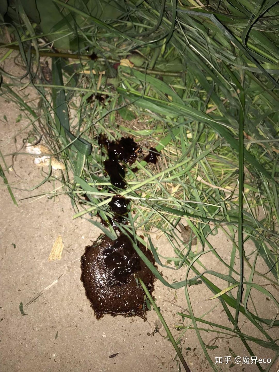 自己在家治疗狗狗不吃不喝嗜睡吐黄水呕吐拉黑褐色稀便打喷嚏流鼻涕