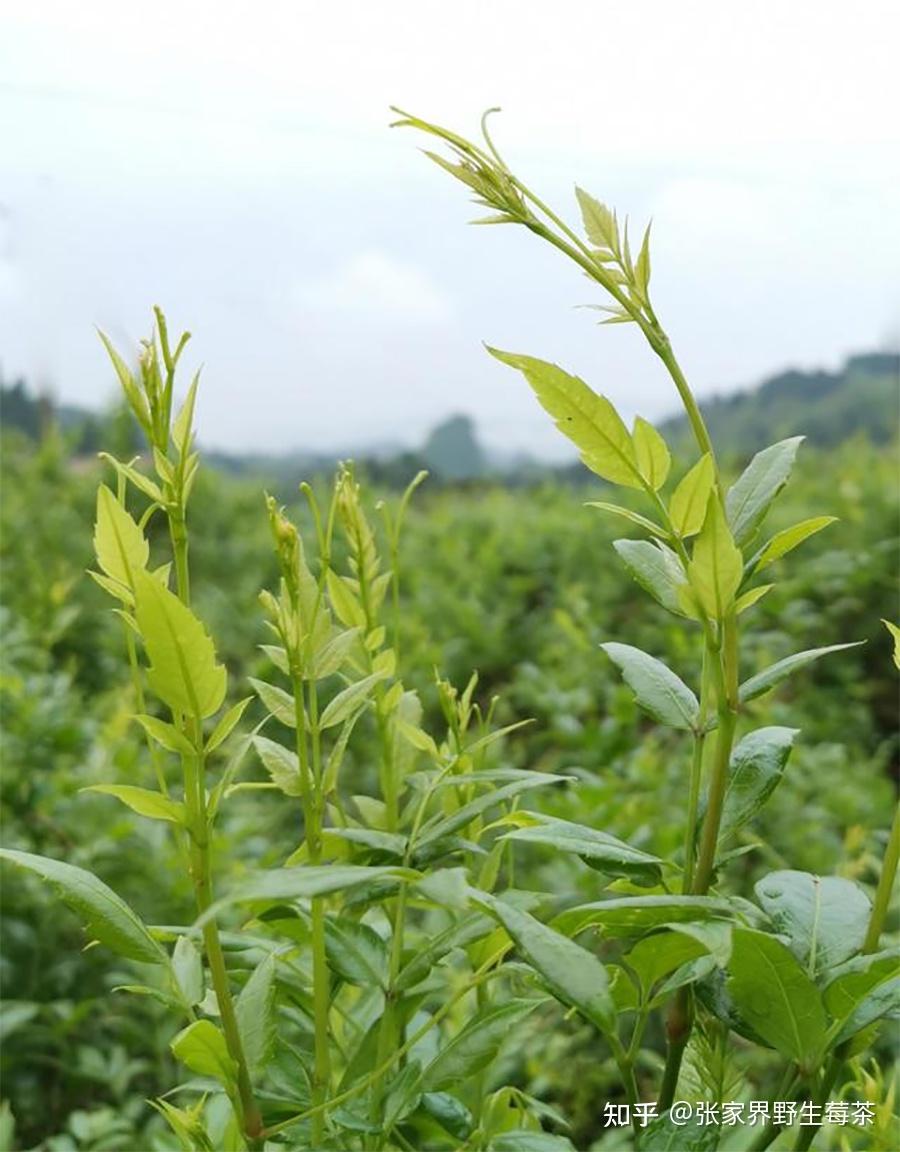 莓茶是纯天然植物,而且含有非常丰富的营养成分,包含多种氨基酸和微量