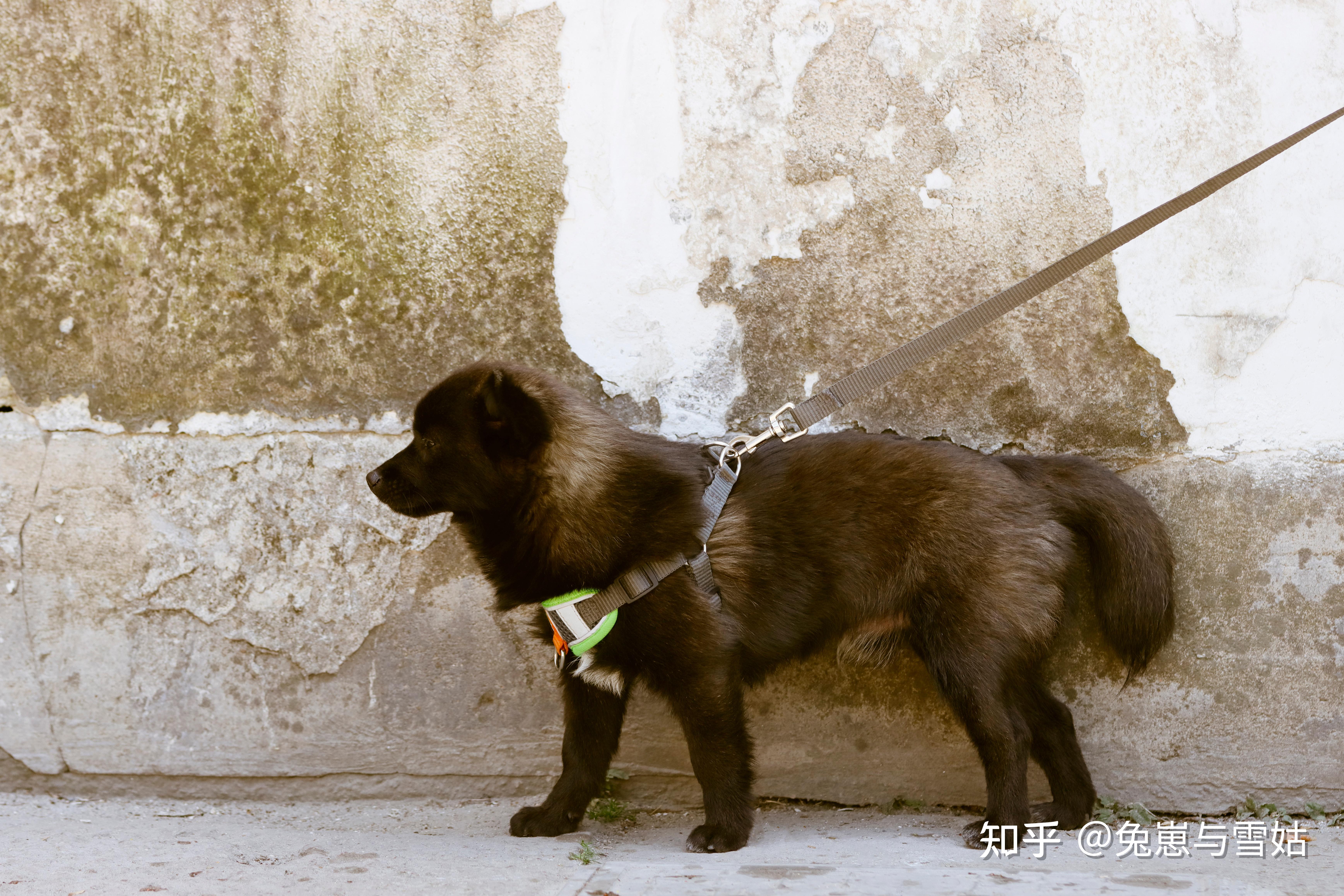 古籍《相犬大全,上百种中华田园犬花色赏析!