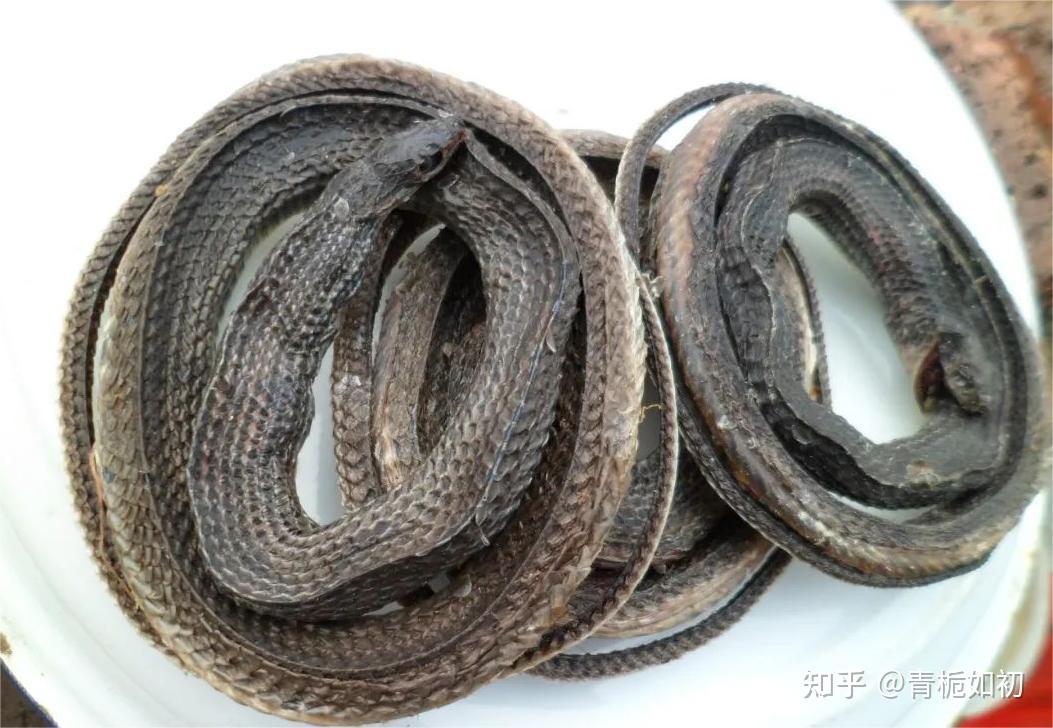 每日一味药--乌梢蛇