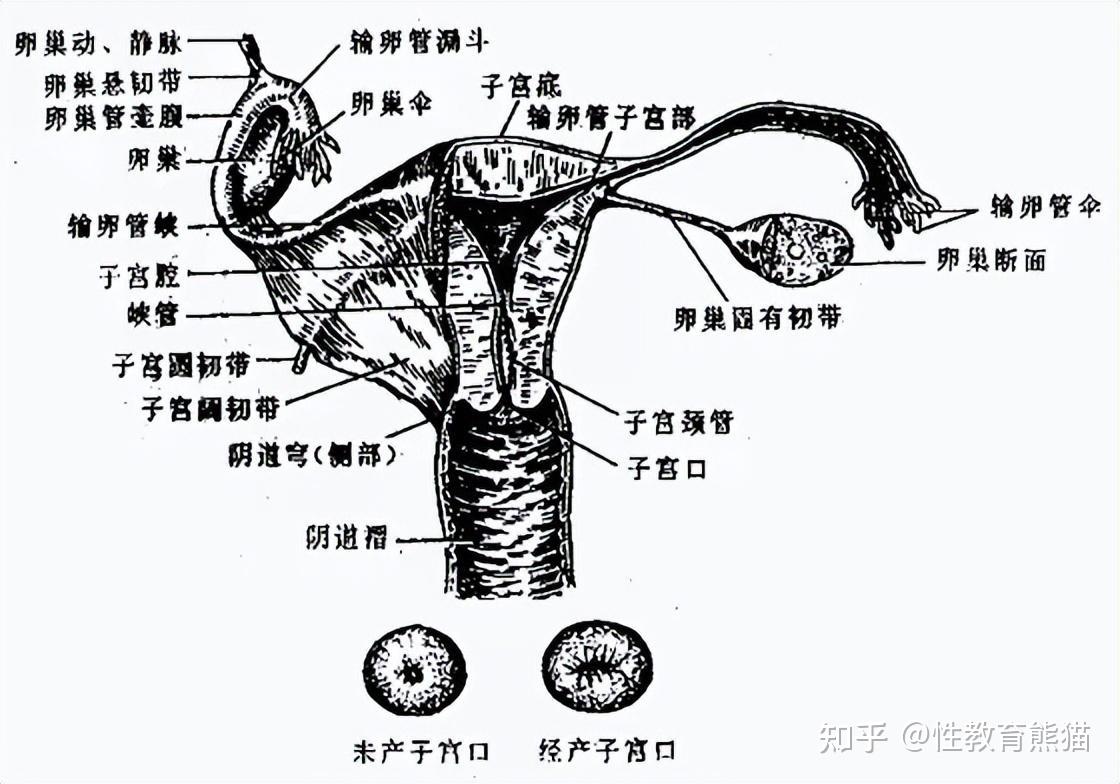 宫颈口扁平图片