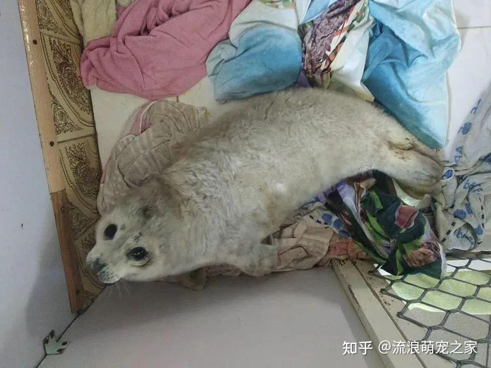 小海豹因可爱被摸至死,围观群众:我摸她还不是因为喜欢它? - 知乎