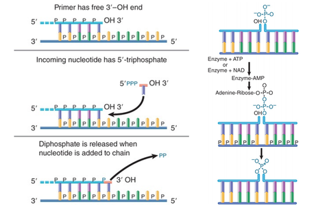 为什么在dna转录形成mrna过程中会生成水