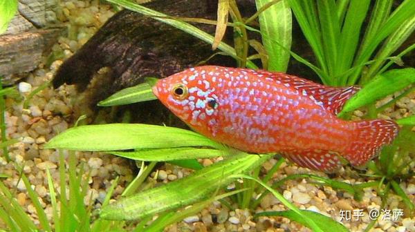 流氓观赏鱼有哪些一只入缸立刻鸡飞狗跳