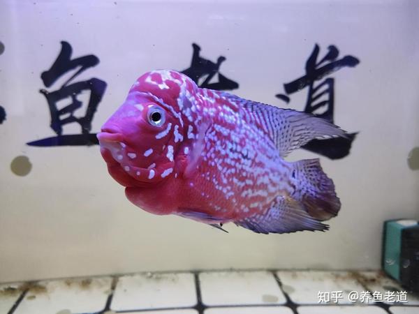短鲷缸_南美短鲷跳缸吗_短鲷缸水体