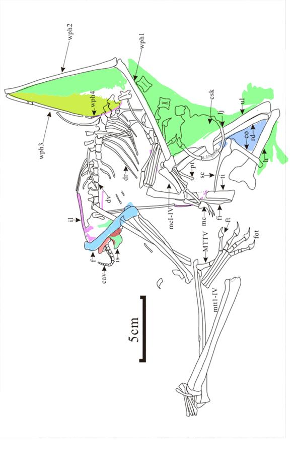扁嘴大眼倒挂树这翼龙好神奇