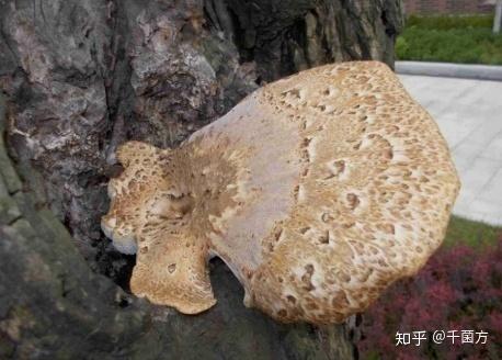 棱孔菌,鳞孔菌,鳞盖大孔菌,鳞拟层孔菌,老木菌,属于多孔菌科一种真菌