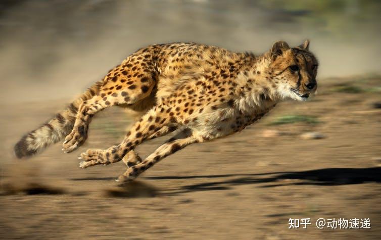猎豹霸气速度图片