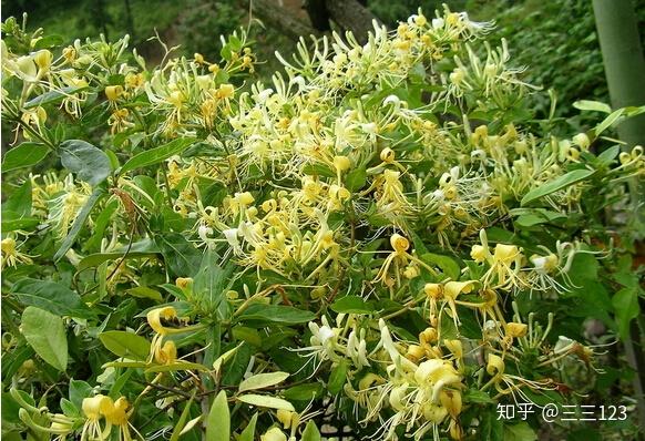 广东人参五指毛桃