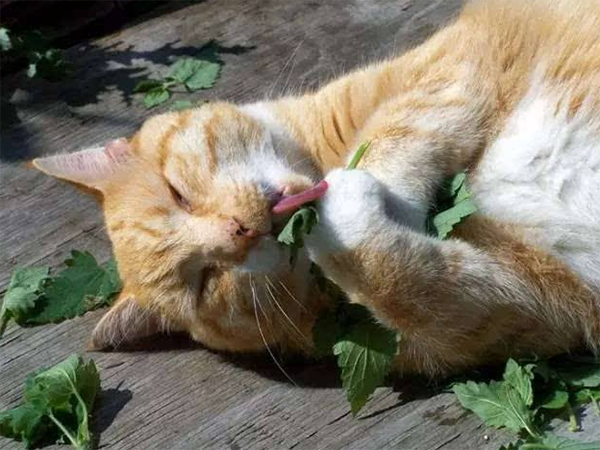 猫界大麻猫薄荷 知乎