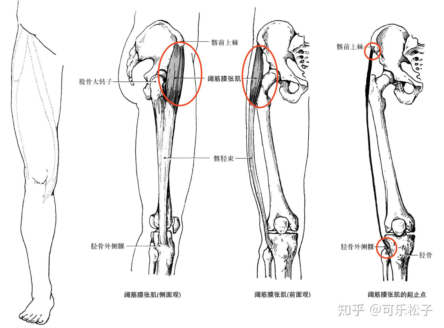 aductor longus piernas humanas anatomía 2023