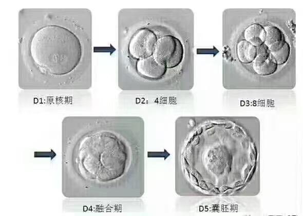 鲜胚囊胚冻胚哪个移植成功率更高