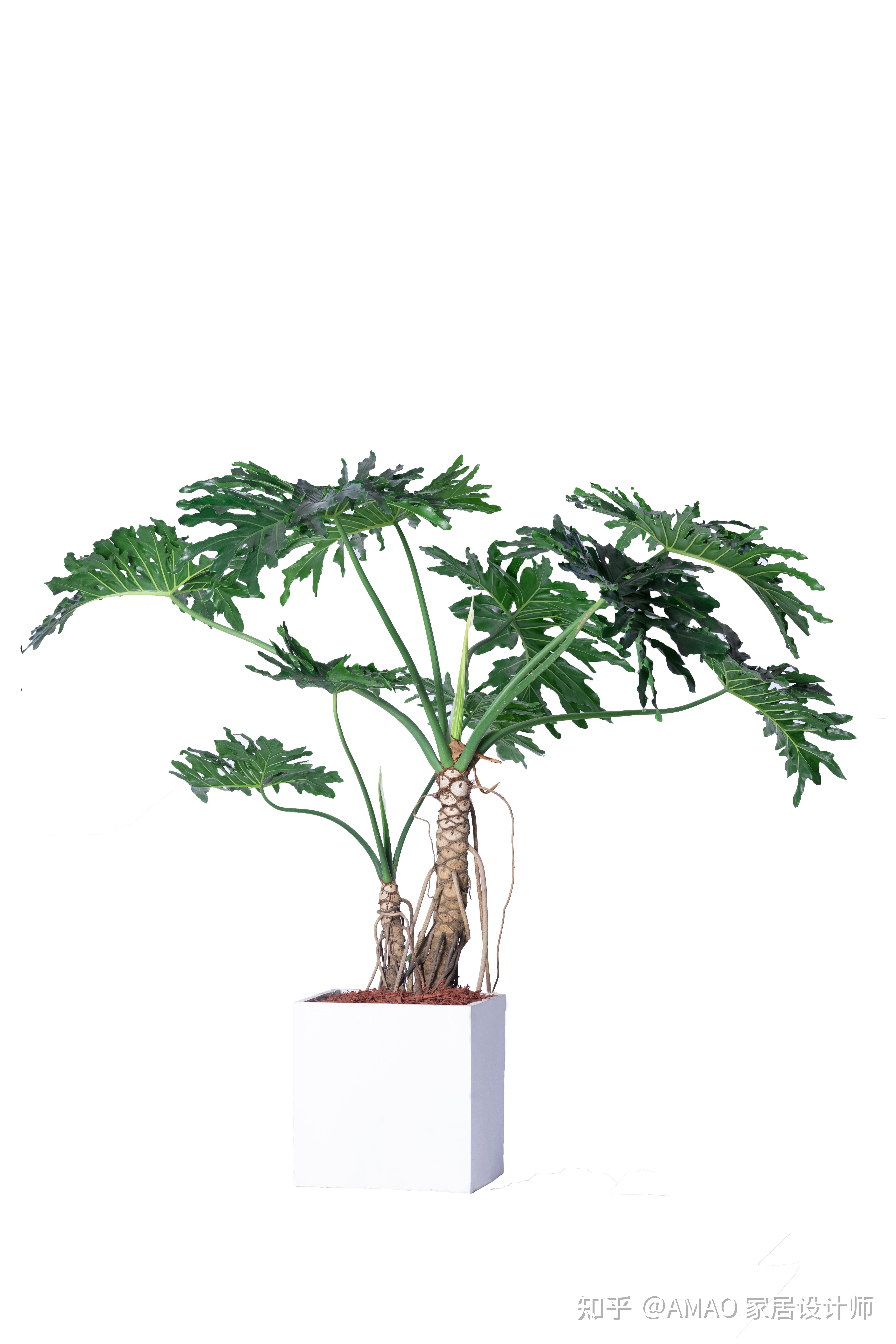 设计师推荐的室内盆栽 龙鳞春羽