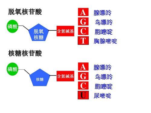 复习:生化——核酸(1) - 知乎