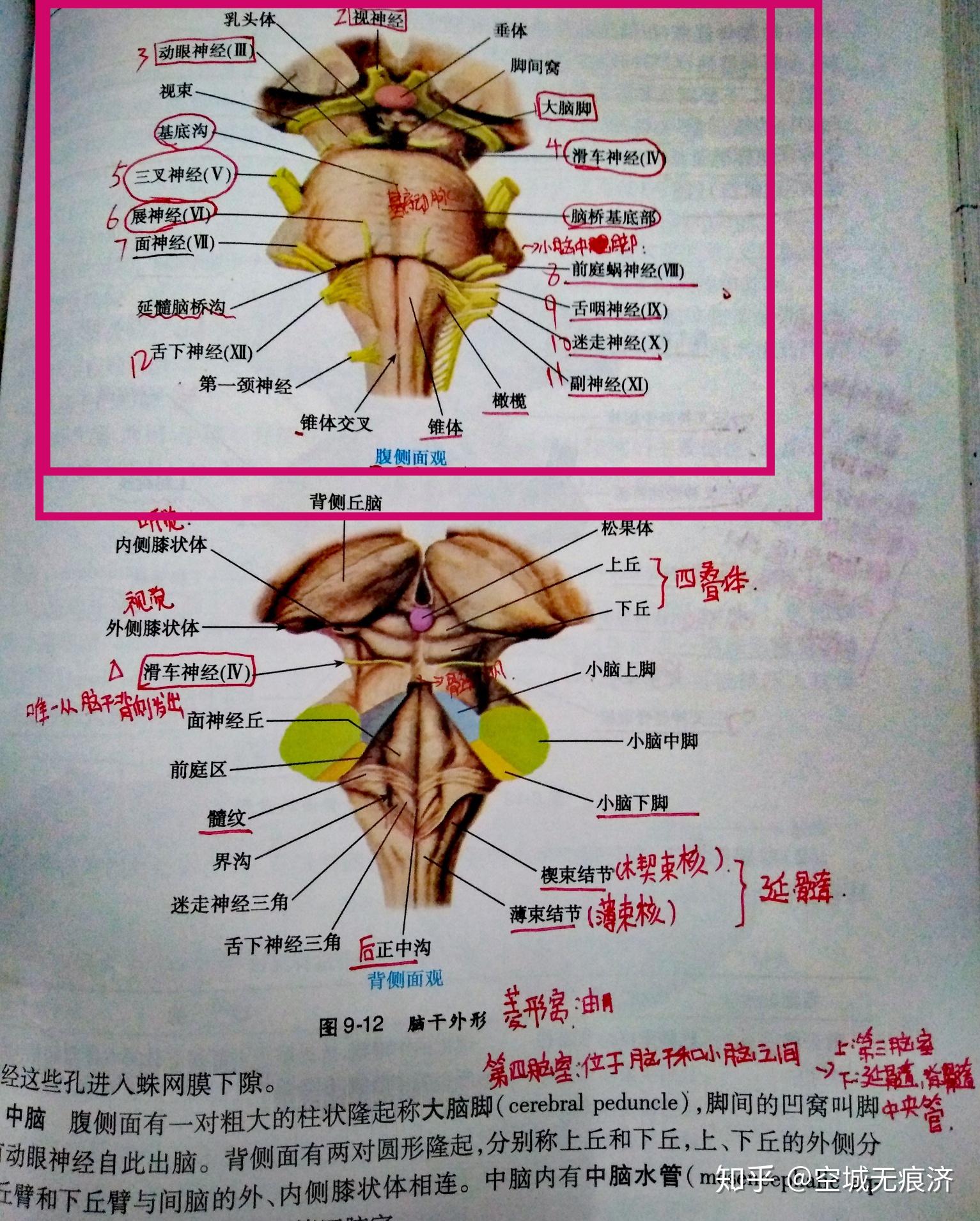 b 薄束核