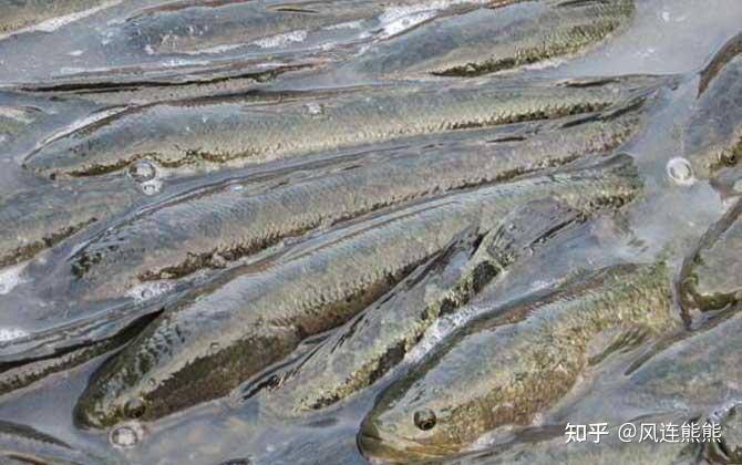 淡水养殖鱼类常见病症及治疗