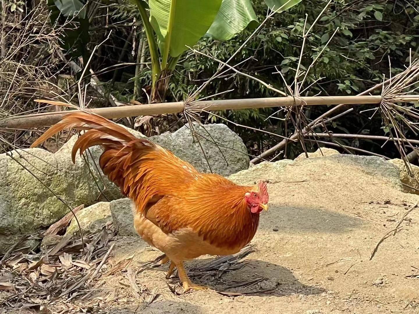 桂俄胡须鸡成功上架广西先秾坛生鲜菜篮子 - 知乎