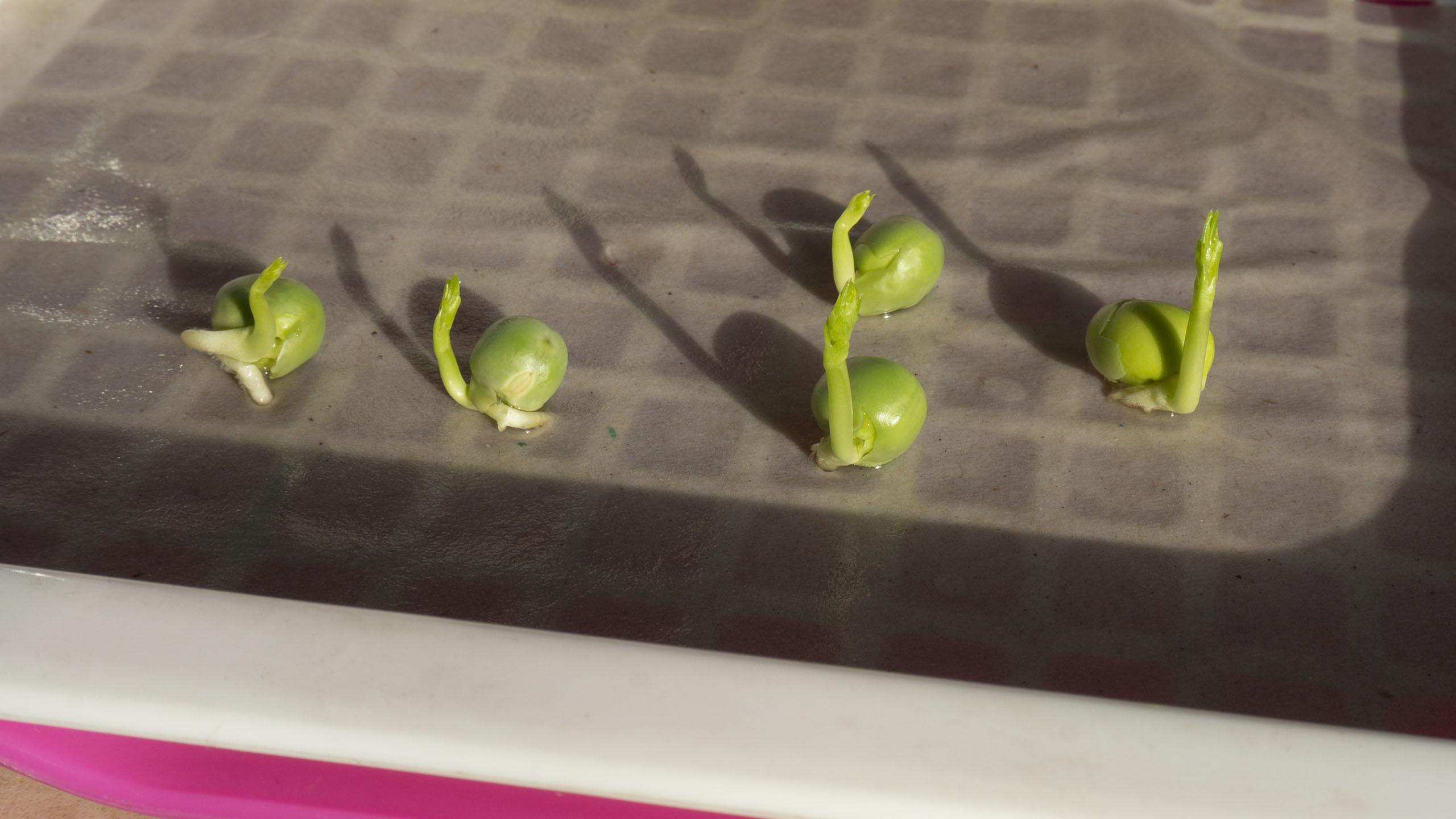 豌豆的生长过程图片-图库-五毛网