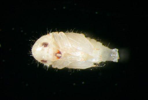 这是豆象蛹 大概1毫米多,如果煮红豆汤表面漂浮白色的梭形颗粒就是