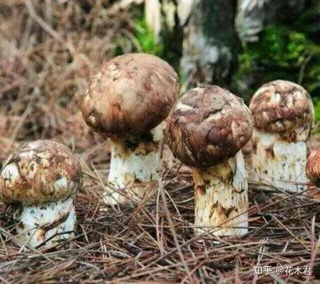 国家Ⅱ级重点保护珍稀濒危菌类植物：松口蘑（松茸） - 知乎