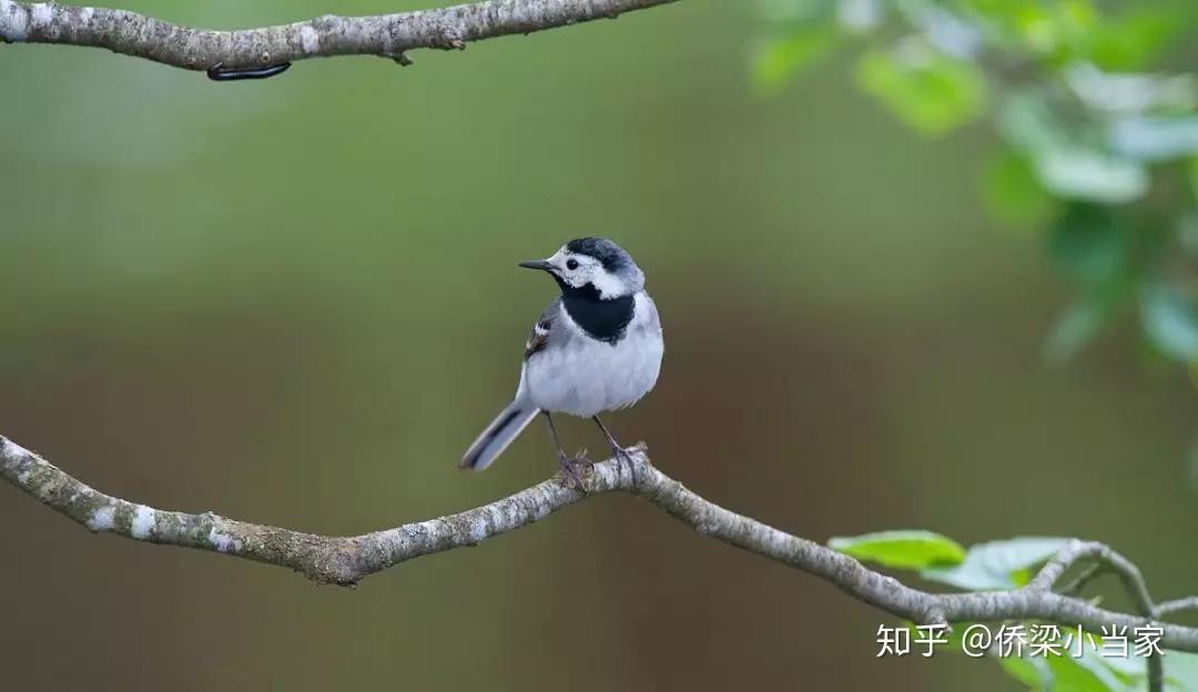 拉脱维亚的国鸟是白色的鹡鸰,之所以这么称呼,是因为它几乎不断地扭动