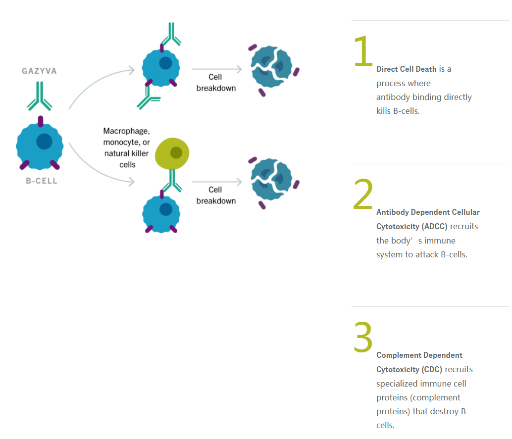 慢性淋巴细胞白血病治疗药物gazyvaobinutuzumab奥滨尤妥珠单抗