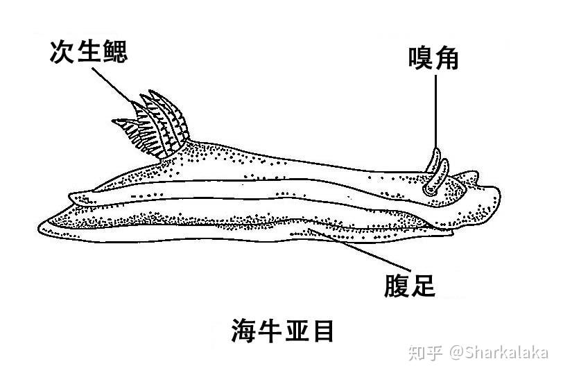 海牛、海兔、海蛞蝓,你叫对了吗? - 知乎